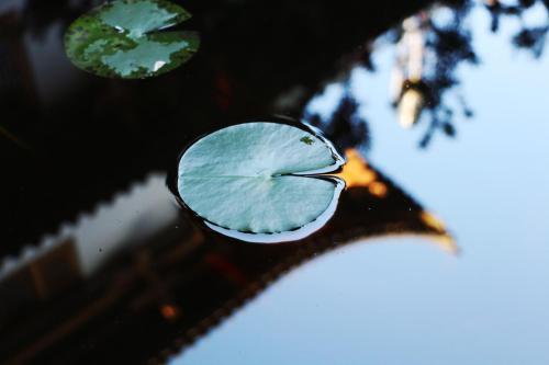 Куньмин: Yunan Lotus Garden Hotel