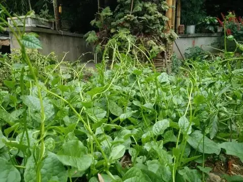 Лешан: Genyi Rural Guesthouse