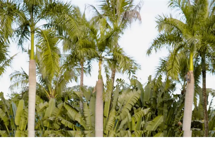 Цзинхун: Pullman Resort Xishuangbanna