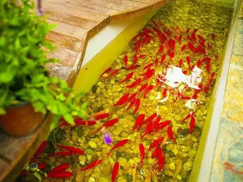 Ханчжоу: Hangzhou West Lake Yuanjin Inn