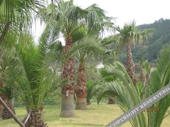 Чжоушань: Putuo Mount Pantuo Yuan