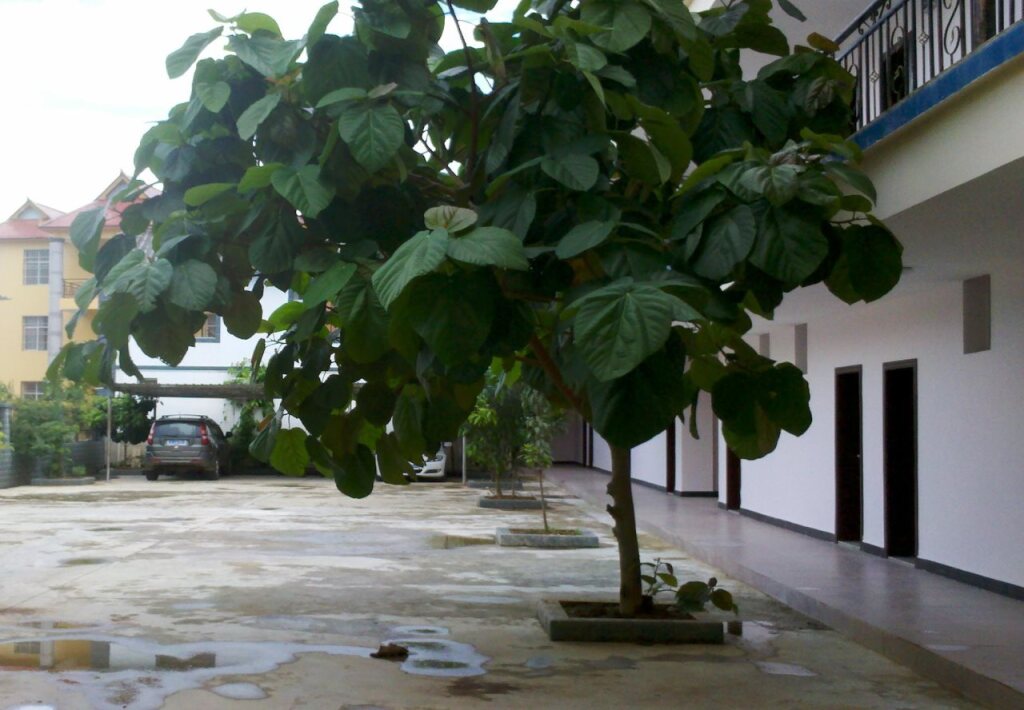 Цзинхун: Xishuangbanna Longyue Hotel
