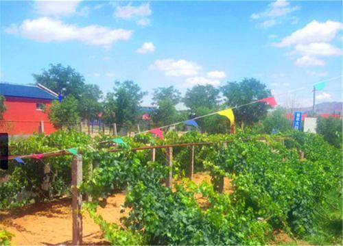 Чжунвэй: Shapotou Damo Qingyuan Farmstay