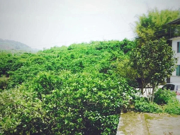 Яншо: Yangshuo No.27 Shibanqiao