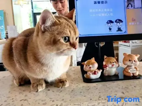 Хойчжоу: Qisheng Inn