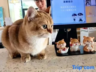 Хойчжоу: Qisheng Inn