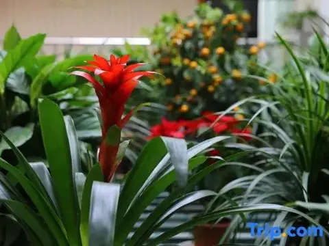 Цзясинь: Wuzhen Flower House