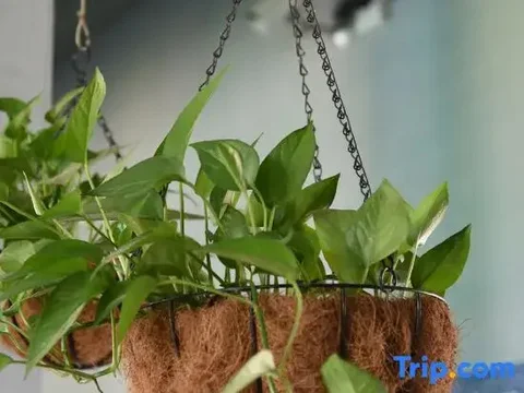 Шаогуань: Pause Home