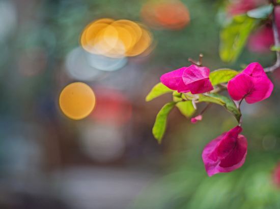 Лицзян: Floral Hotel Yujia