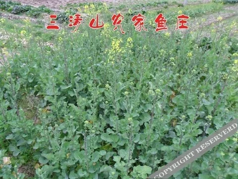 Шанграо: Shangrao Sanqing Mountain Nongjia Yuzhuang