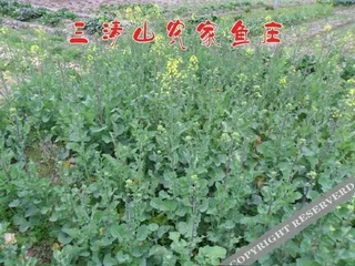 Шанграо: Shangrao Sanqing Mountain Nongjia Yuzhuang
