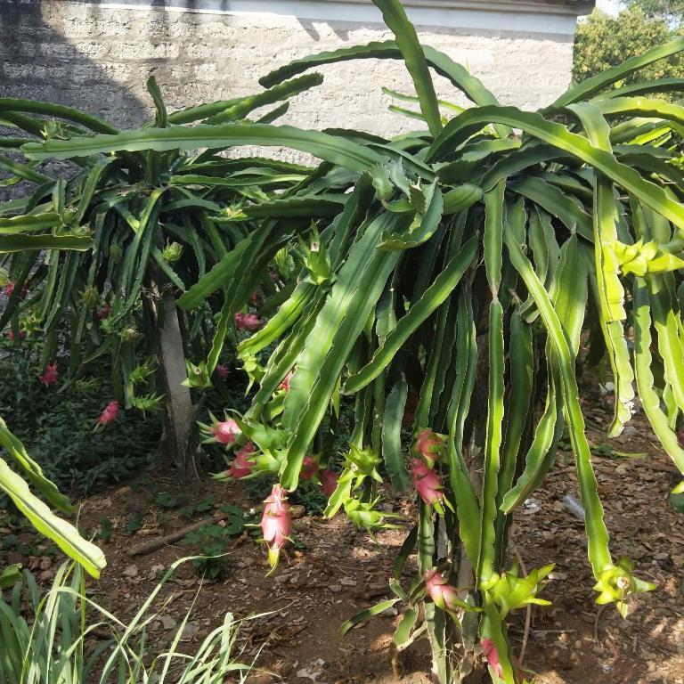 Бэйхай: Weizhou Island Rainbow Guesthouse Huatang