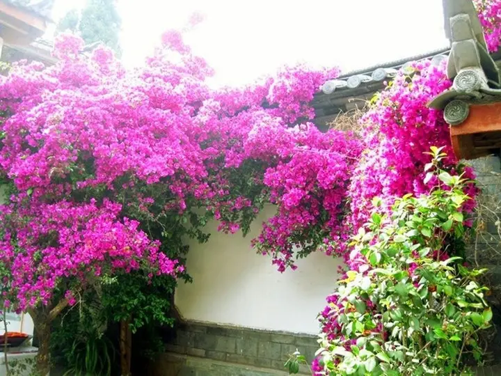 Лицзян: Revel in Lijiang Inn
