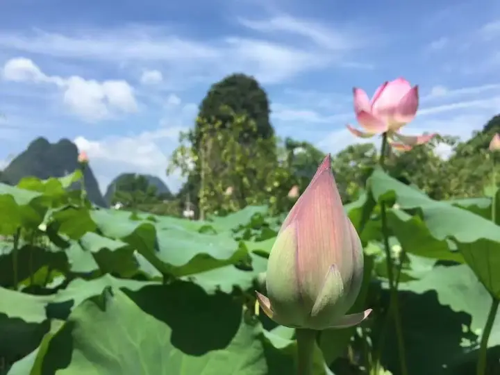 Яншо: Yangshuo Ecofarm Lodge