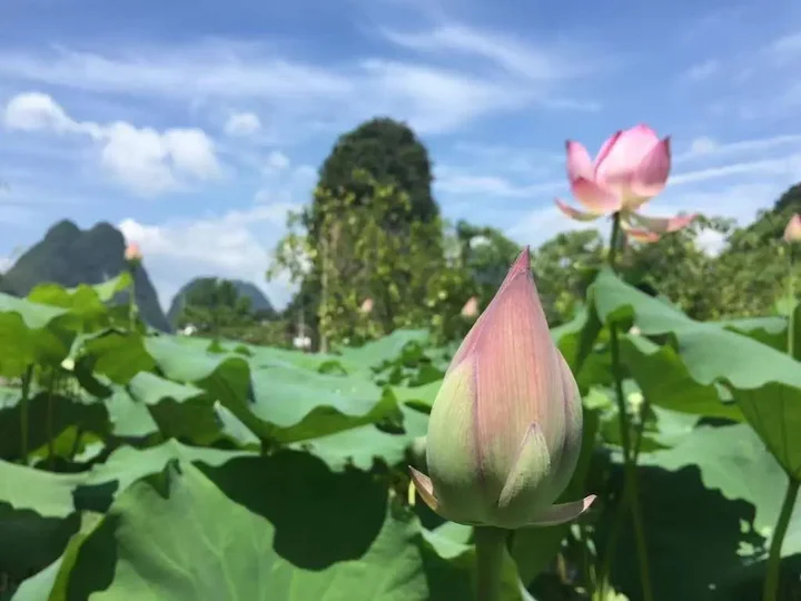 Яншо: Yangshuo Ecofarm Lodge