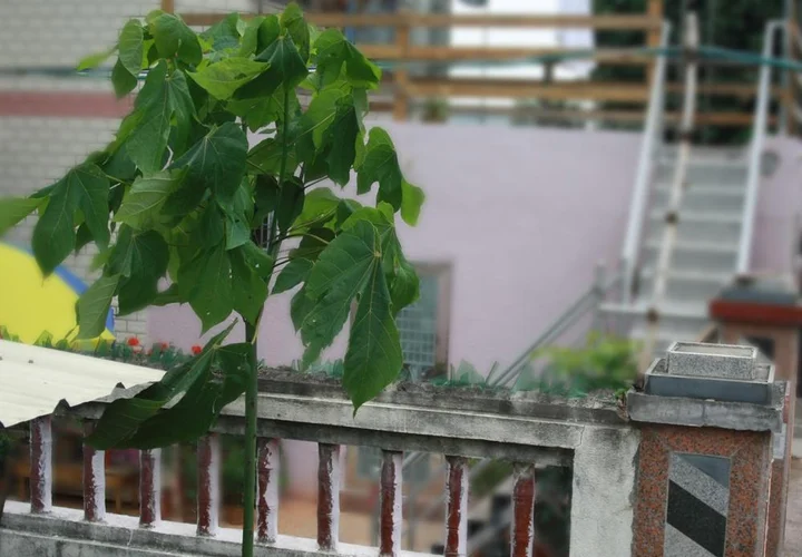 Сямынь: Отель Xiamen Zemusic Inn