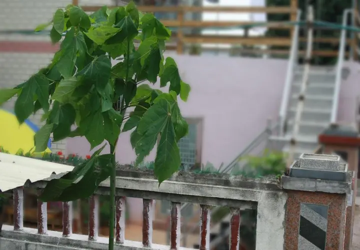 Сямынь: Отель Xiamen Zemusic Inn