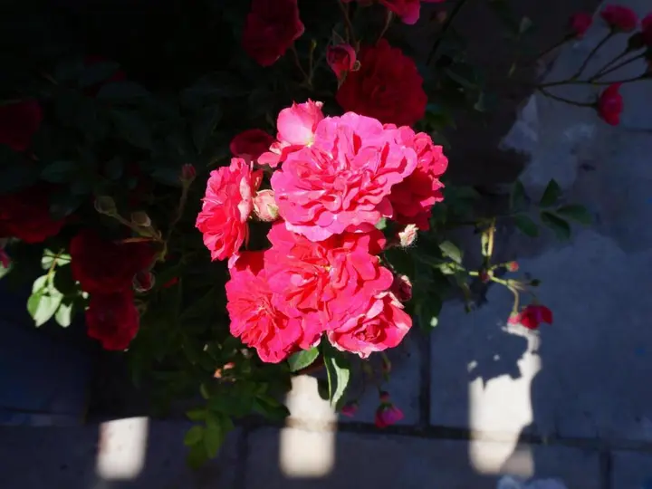 Пекин: Yue Xuan Courtyard Garden International Youth Hostel