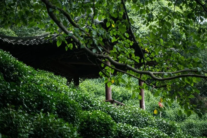 Ханчжоу: Yinzhu Guest House