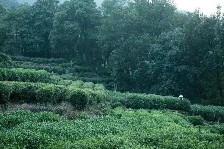 Ханчжоу: Yinzhu Guest House