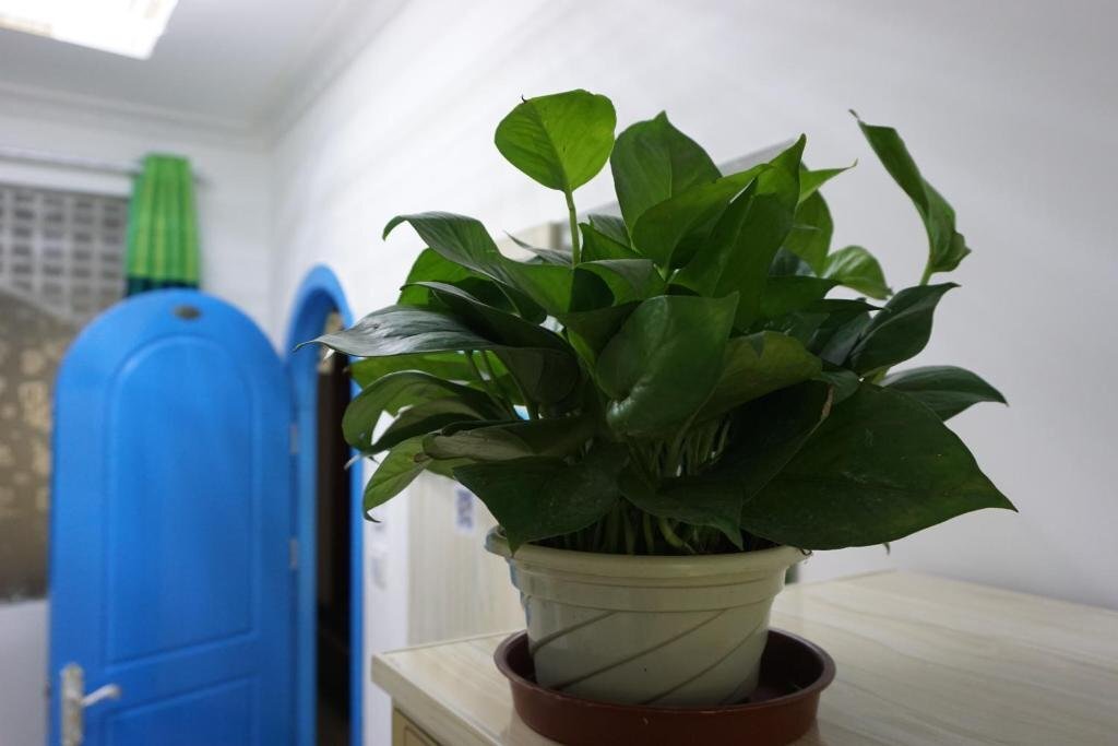 Синин: Rose Garden Theme Youth Hostel