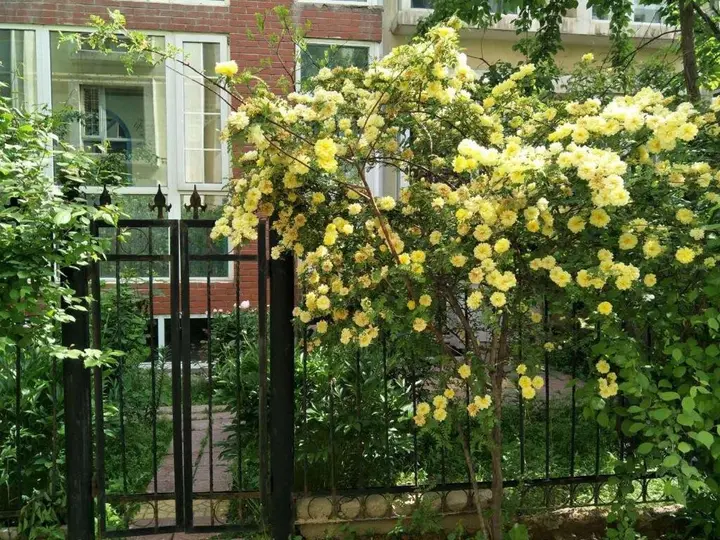 Синин: Rose Garden Theme Youth Hostel