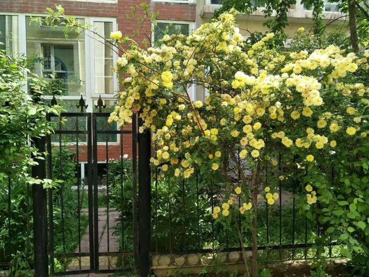 Синин: Rose Garden Theme Youth Hostel