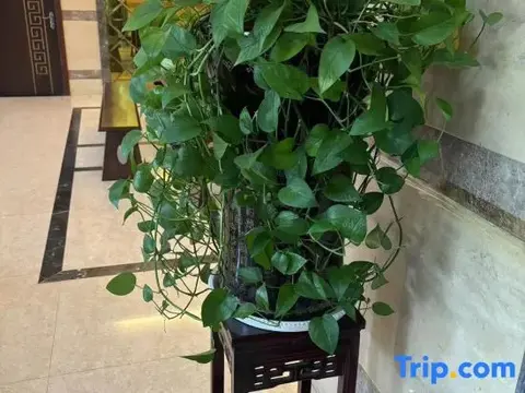 Шанграо: Wuyuan Junyue Hotel