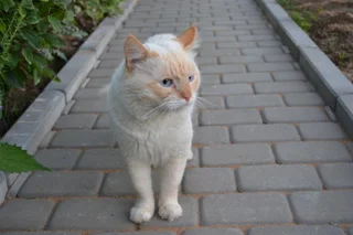 Волоколамск: Коттедж Маяк
