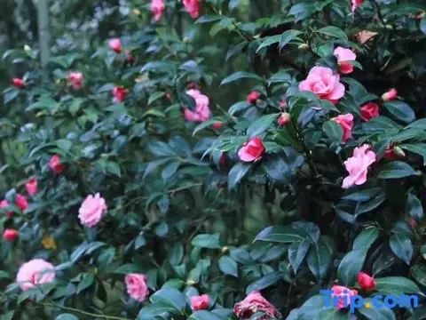 Гуйлинь: Guilin Merryland Resort Hotel - Guilin