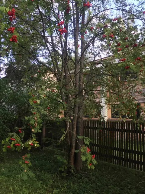 Звенигород: Ёжик