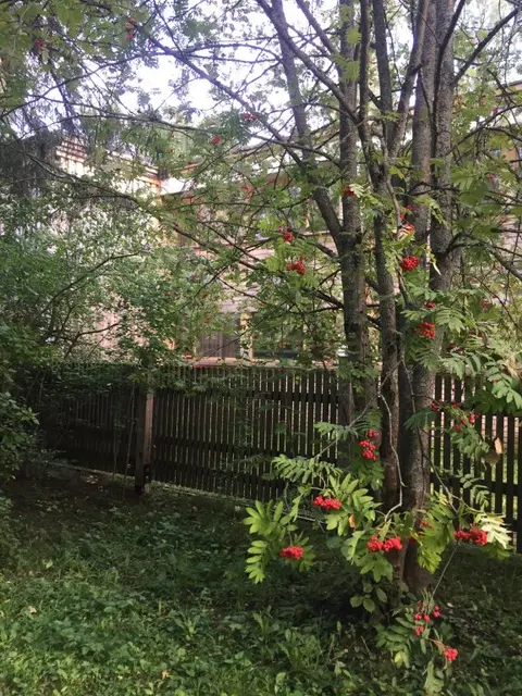 Звенигород: Ёжик