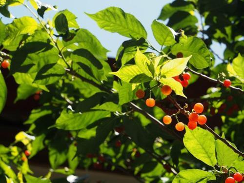 Лицзян: Blooming Flower Hostel