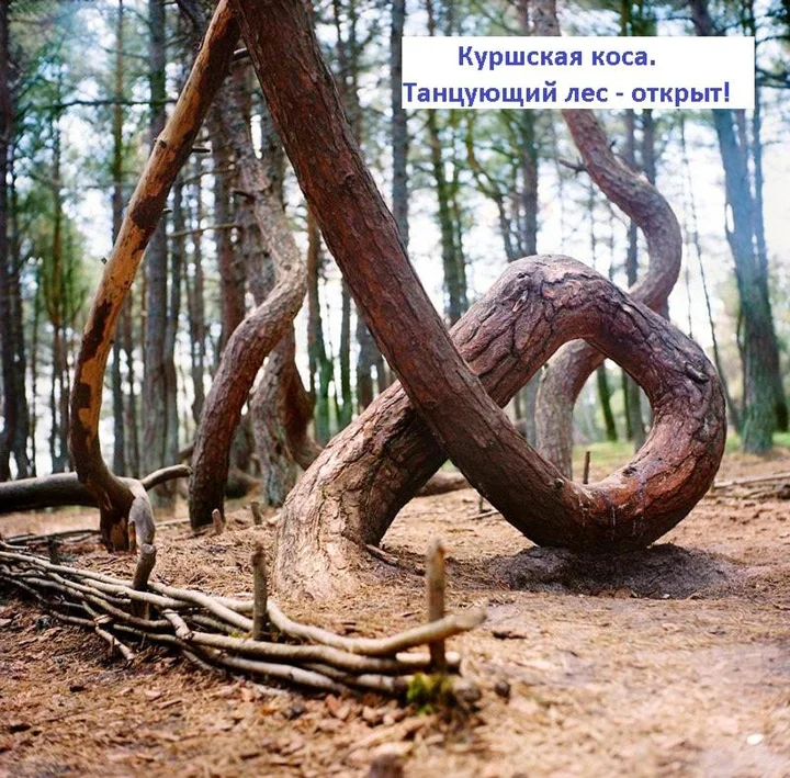 Зеленоградск: Apartments na Lesoparkovoy 2 A