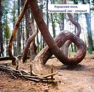 Зеленоградск: Apartments na Lesoparkovoy 2 A
