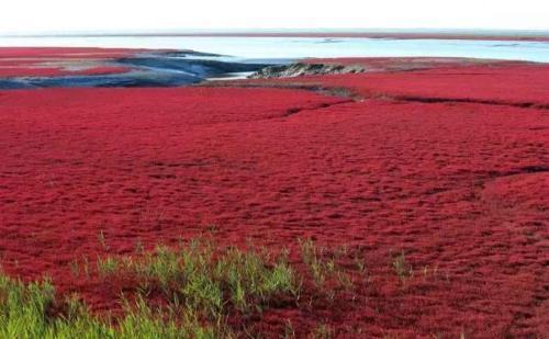 Паниин: Red Beach Homestay