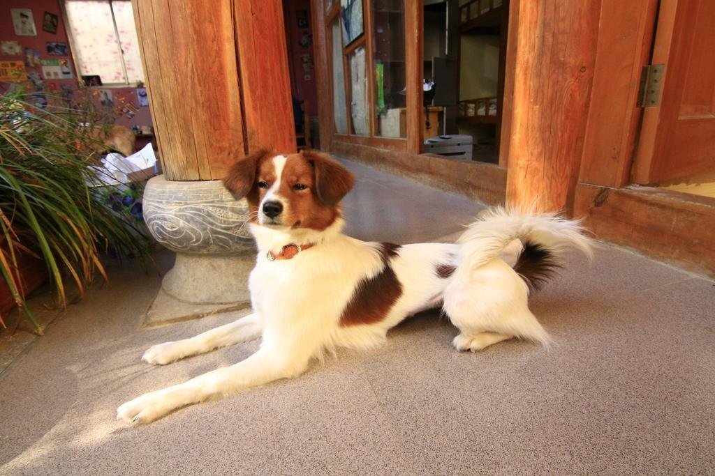Лицзян: Lijiang Shuhe Shi Wu Wan Hostel
