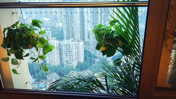 Чунцин: chongqing yue birds hotel