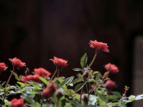 Шангри-Ла: Bahao Bieyuan Boutique Inn