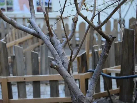 Шангри-Ла: Yuanfang Family Courtyard Inn