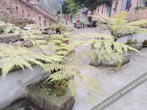Лешан: Sha Luo House