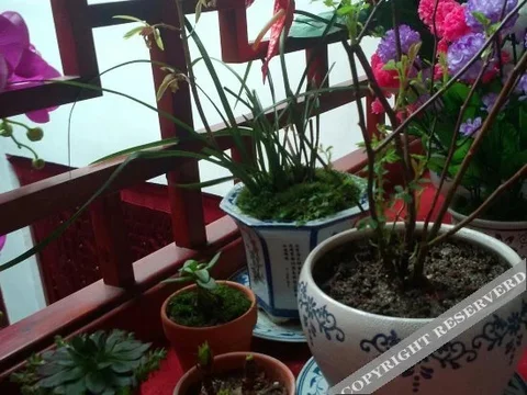 Хуаншань: Qiuyuan(Leshan Shuwu)