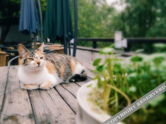 Ханчжоу: Aska Guesthouse