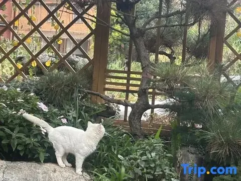 Пучжэхэй: Tingyun Shanju Inn