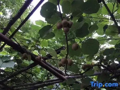 Шиянь: Yuannong Houdao Inn