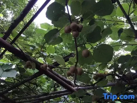 Шиянь: Yuannong Houdao Inn