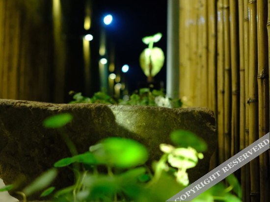Ханчжоу: Artocarpus Guest House