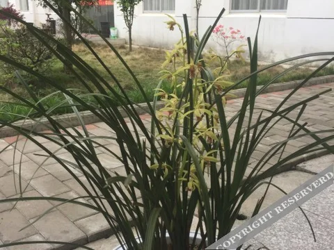 Луань: Hongshan inn