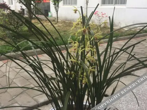 Луань: Hongshan inn