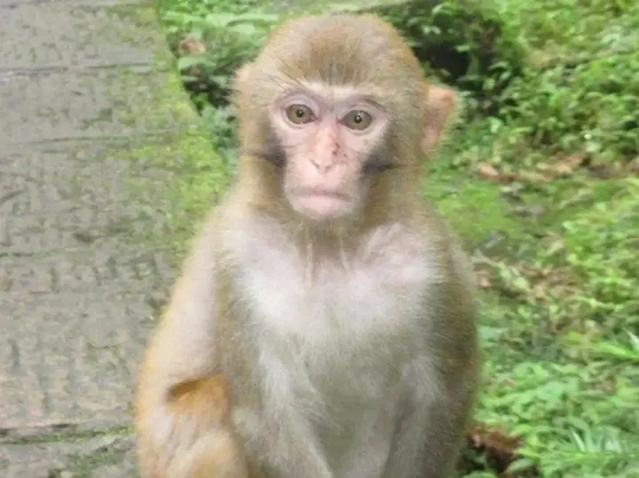 Чжанцзяцзе: zhangjiajie Wunong Kezhan